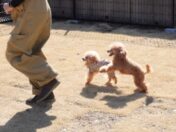 GLAMPING KASHIMA 753 の画像26