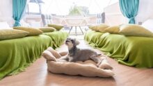 VISION GLAMPING Resort ＆ Spa 山中湖 の画像8
