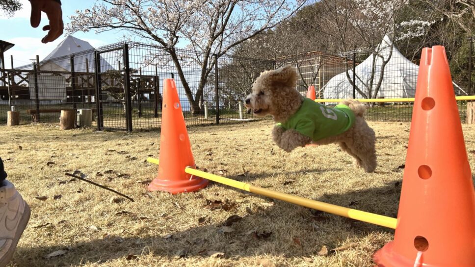 瀬戸内リゾートベッセルおおち の画像17