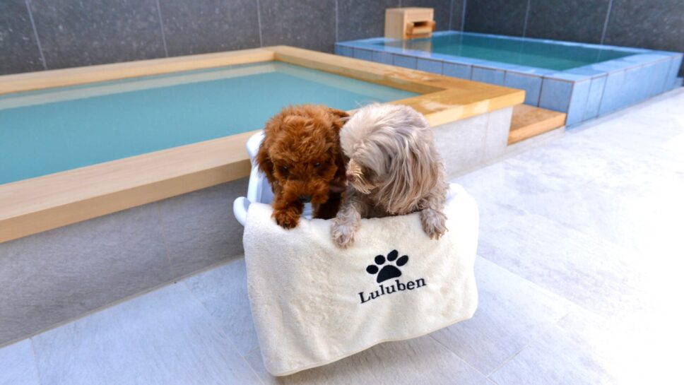 VISION GLAMPING Resort ＆ Spa 山中湖 の画像18