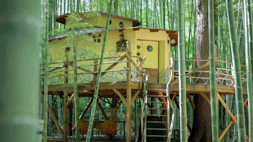 THE BAMBOO FOREST