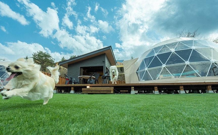 HANABUSA DOGlamping