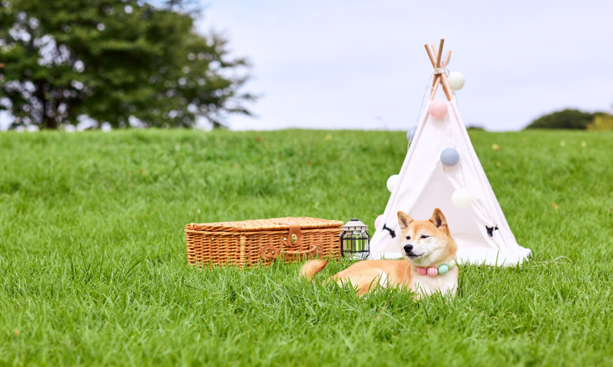 【ペット可】おすすめのグランピング施設特集 愛犬と一緒に特別な思い出を。ペット可のおすすめグランピング施設をご紹介!