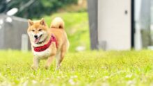 DOGGYWOOD 淡路島 の画像17